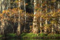 Forest Through The Trees - Digital Photography - By Ronald Williams, Digitally Enhanced Photography Artist