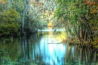 Nature - Entrance To Swanee - Digital