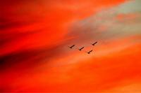 Flying Into The Sunset - Digital Photography - By Ronald Williams, Digitally Enhanced Photography Artist