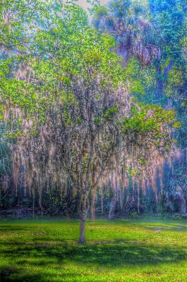 Nature - Tree With Moss - Digital