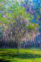 Tree With Moss - Digital Photography - By Ronald Williams, Digitally Enhanced Photography Artist