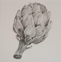 Artichoke Study - Pencil On Paper Paintings - By Silviana Zub, Realistic Painting Artist