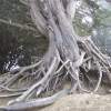 Old Wisdom In The Mist - Digital Photography - By Maggie Cruser, Photgraphs Photography Artist