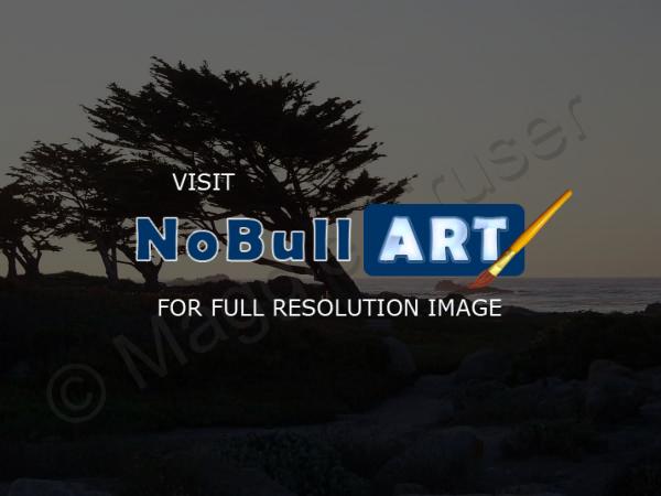 Beach  Sunset Series - Cypress Sillouette - Digital