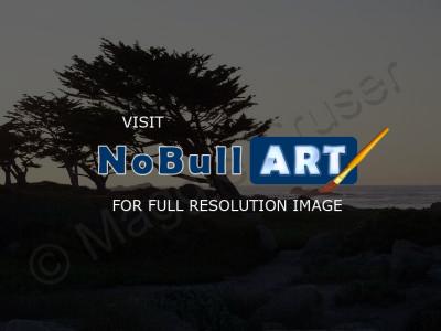 Beach  Sunset Series - Cypress Sillouette - Digital