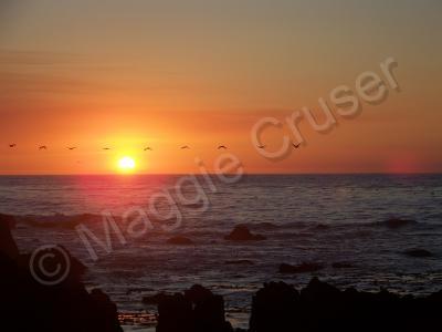 Beach  Sunset Series - Pelican In Flight - 2 - Digital Camera