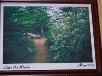 Into The Woods - Lithograph Paper  Phot Paper Photography - By Maggie Cruser, Signed Print Photography Artist