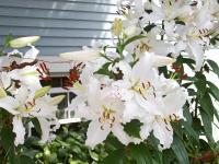 Newport Lilies I - Digital Photography - By Jd Buell, Floral Photography Artist