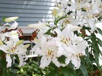 Newport - Newport Lilies I - Digital