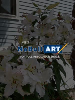 Newport - Newport Lilies II - Digital