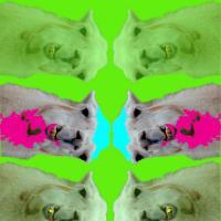 Originality 4 - Llamas - Photoshop