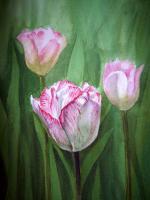 Flowers - Tulips In The Fog - Watercolor