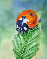 Flowers - Ladybug - Watercolor