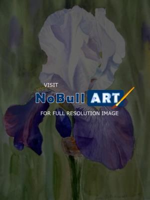Flowers - Iris - Watercolor