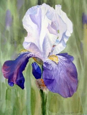 Flowers - Iris - Watercolor