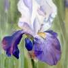 Iris - Watercolor Paintings - By Artist Irina Sztukowski, Realism Painting Artist