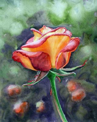 Flowers - Morning Rose - Watercolor