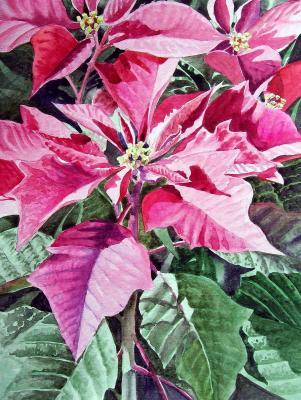 Flowers - Poinsettia - Watercolor