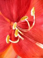 Flowers - Amaryllis I - Watercolor