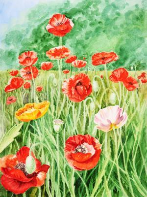 Flowers - Landscape With Poppy Field - Watercolor