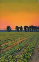 Zucchini Field Dawn - Oil On Cardboard 242 X 388 Mm Paintings - By Yurii Makovetsky, Realism Painting Artist