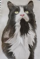 Jinxy Boy - Coloured Pencil Drawings - By Hannah Fernyhough, Realism Drawing Artist