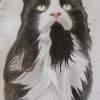 Jinxy Boy - Coloured Pencil Drawings - By Hannah Fernyhough, Realism Drawing Artist