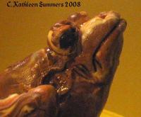 Brown Frog - Polymer Clay Mostly Sculptures - By C Kathleen Summers, Commercial Sculpture Artist