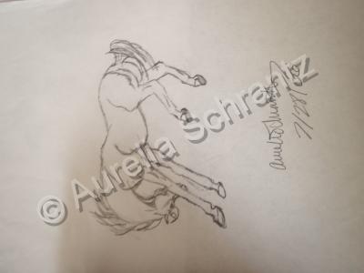 Miscellaneous - Stallion - Pencil