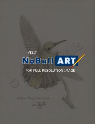 Birds - Hummingbird 1 - Pencil And Paper