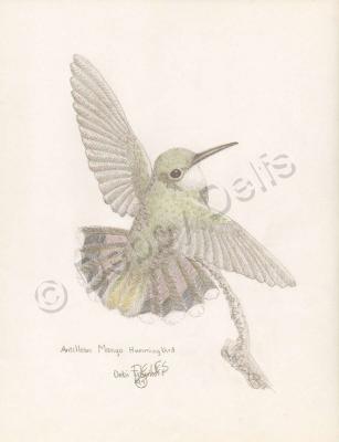 Birds - Hummingbird 1 - Pencil And Paper