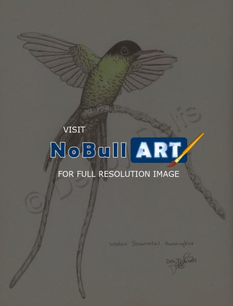 Birds - Hummingbird 2 - Pencil And Paper