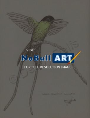 Birds - Hummingbird 2 - Pencil And Paper