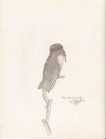 Hummingbird 3 - Pencil And Paper Drawings - By Debby Delfs, Nature Drawing Artist