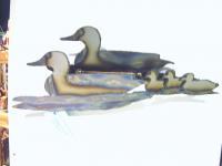 Rob 2 - Mallard Ducks - Steel