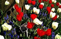 Friendly Flowers - Friendly Flowers And Tulips - Digital