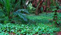 Honolua Heaven - Digital Photography - By John Davis, Nature Photography Artist