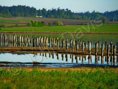 Water Harbor Towns - Clear Calm Coupeville - Digital