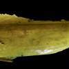 Mahi Memory - Urethane Other - By John Davis, Lifecasting Other Artist