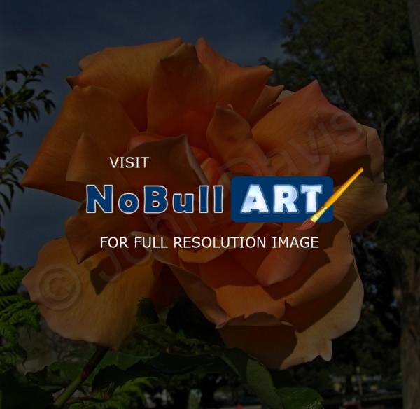 Friendly Flowers - Orange Rose - Digital