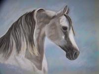 Animal Portrait - Arabian Sunlite - Pastel