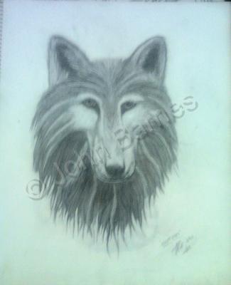 Animals - Night Eyes - Pencil  Paper