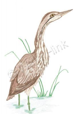 Birds - American Bittern Hunting - Colored Pencil