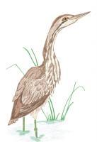 Birds - American Bittern Hunting - Colored Pencil