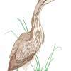 American Bittern Hunting - Colored Pencil Drawings - By Wally Hink, Freehand Drawing Artist