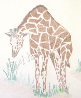 Animals - Hungry Giraffe - Colored Pencil