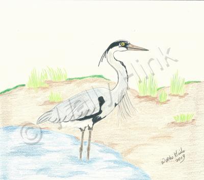 Birds - Great Blue Heron - Colored Pencil