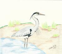 Great Blue Heron - Colored Pencil Drawings - By Wally Hink, Freehand Drawing Artist