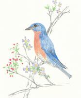 Eastern Bluebird - Colored Pencil Drawings - By Wally Hink, Freehand Drawing Artist
