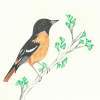 Oriole In Waiting - Colored Pencil Drawings - By Wally Hink, Freehand Drawing Artist